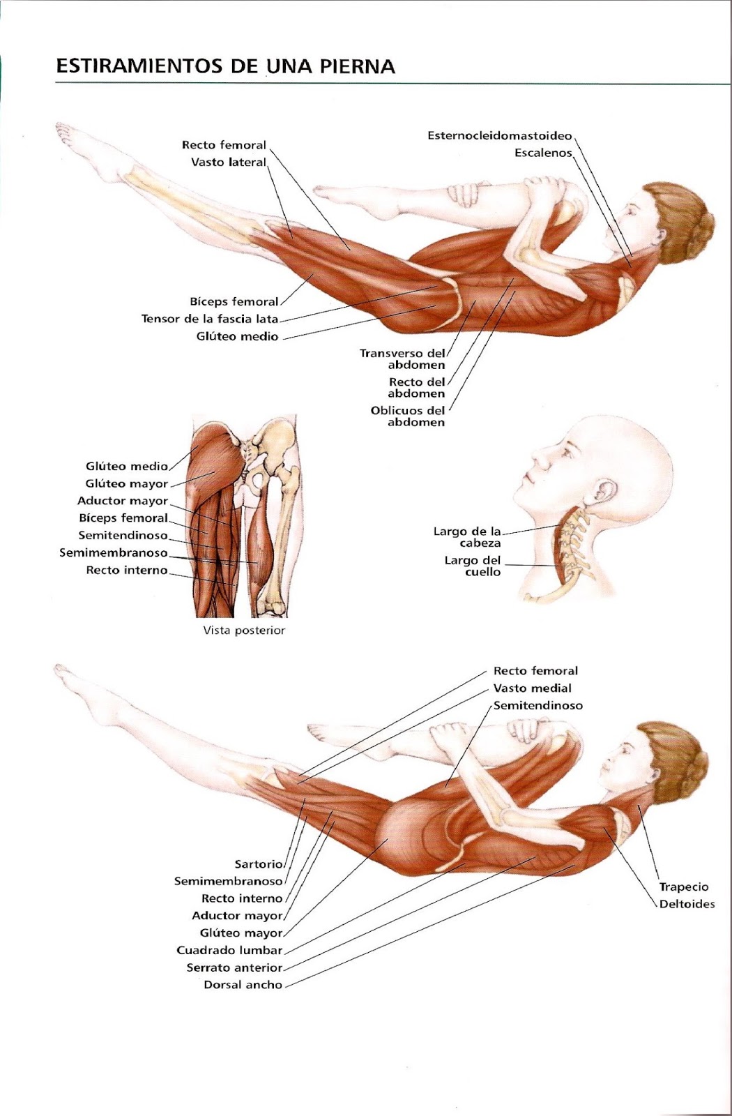 musculos basicos de las piernas